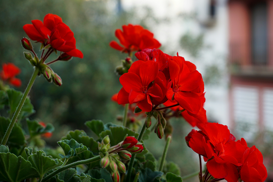 PELARGONIUM GRAVEOLENS FLOWER OIL
